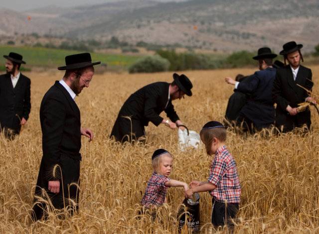Подготовка к празднику Шавуот в Израиле
