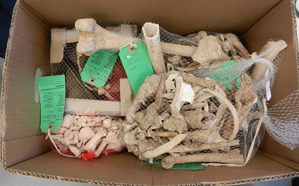 Кости, найденные в Хирбет-эль-Макатире в 2013 году (Фото: Стивен Радд)